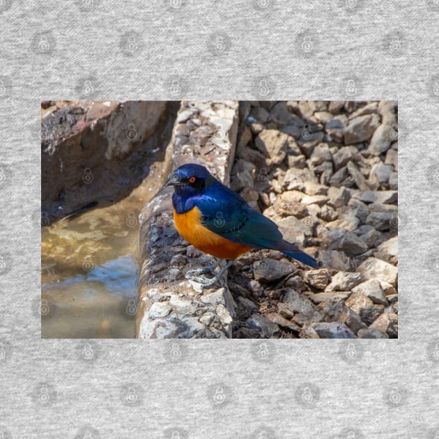 Stunning Blue and Orange Starling Bird of Africa by SafariByMarisa
